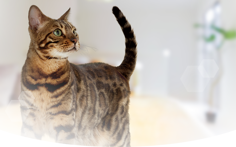 504円 人気絶頂 オールウェル 室内猫用 贅沢素材入り フィッシュ味 1.5g 小分け 375g×4袋 国産 キャットフード 猫 ドライ