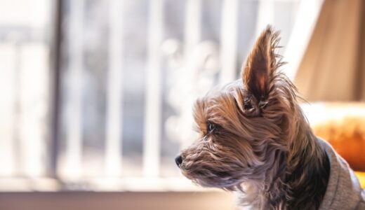 【徹底比較】犬がいる家におすすめの空気清浄機10選